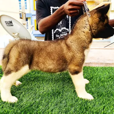 This is how you check the quality of an Akita puppy. See the strong stance and straight back. I make sure my pups have the best breed standards. This one is a perfect example of a healthy, well built Akita.