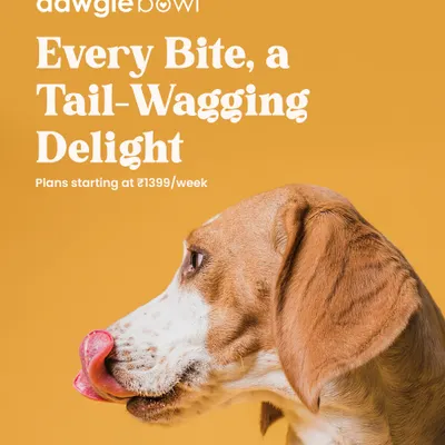 I want every meal to be a moment of pure joy for your pet. This happy beagle licking its lips captures the essence of our food: a tail-wagging delight in every single bite, thanks to fresh, high-quality ingredients.