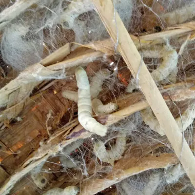 These are live silkworms, a key part of sericulture in a village we passed through near Kanakapura. We stopped to learn about the entire process of how silk is made.