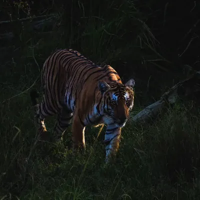 A guest captured this breathtaking shot of a tigress emerging from the shadows in Nagarhole. This is the raw, untamed beauty I want you to experience on a jungle safari.