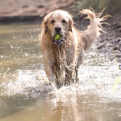 A golden retriever mid-splash, ball in mouth, with a look of pure determination and joy. This is the kind of energetic, raw moment we love to capture during our water adventure sessions.