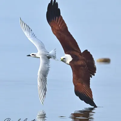 A breathtaking aerial duel between a Brahminy Kite and a Little Tern. This shot captures the speed and agility of both birds as they navigate the open sky, a timeless story of hunter and hunted.