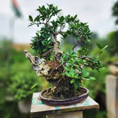 This beautiful bonsai features a gnarled, aged trunk set against a natural rock formation, creating a miniature landscape in a pot.