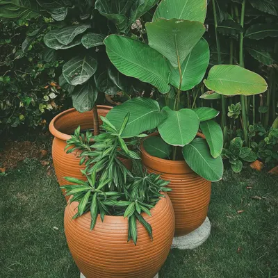 A beautiful trio of terracotta planters with a ribbed texture, holding a mix of foliage plants like Dracaena and Calathea. This arrangement showcases a classic, earthy aesthetic.