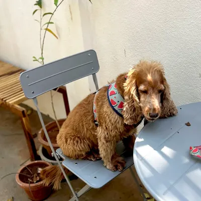 Say hello to one of our favorite furry visitors. We love being a pet-friendly cafe and welcoming your four-legged family members.