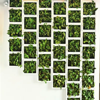 This geometric installation at The Fixx pub features a pattern of white frames, each holding a small plant. It turns a simple wall into a piece of living, modular art, showcasing how plantscaping can be both creative and structured.