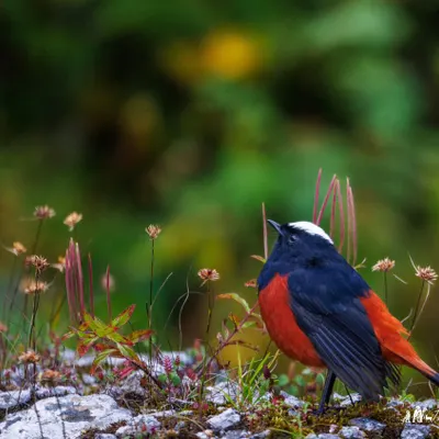 A male White-capped Redstart poses amongst wildflowers in East Sikkim. The contrast of its bright plumage against the soft greens and purples of the Himalayan flora makes for a perfect shot.