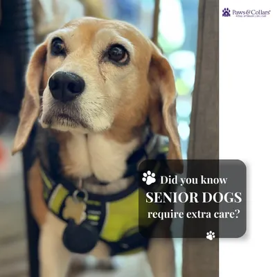 Did you know senior dogs require extra care? This thoughtful portrait of an older beagle reminds us that our aging companions need special attention. We are here to guide you through their golden years with expertise and compassion.