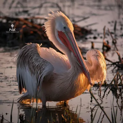 A Dalmatian Pelican preening in the warm, golden light of sunset. The light catches the edge of its feathers, creating a beautiful rim light that separates it from the dark water.