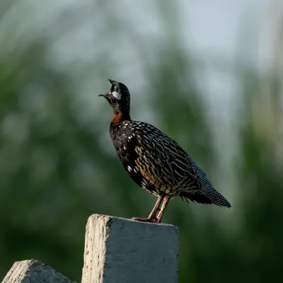 The Black Francolin, or 'Kala Teetar', the state bird of Haryana, calling from its perch on a concrete post.