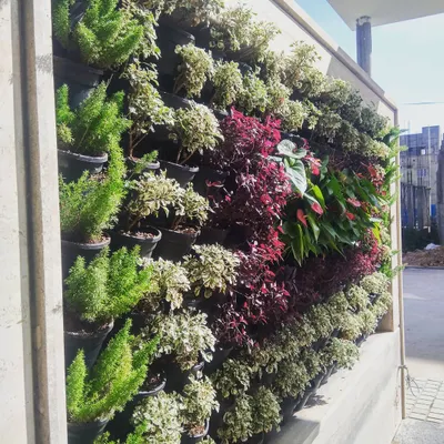 This vertical garden, installed at an entrance in Electronic City, uses a mix of asparagus ferns and other plants to create a lush, welcoming feature.