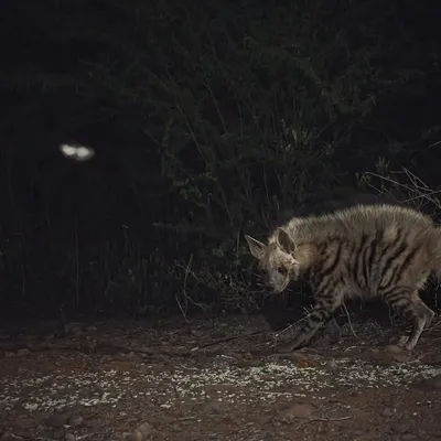 A striped hyena on the move, with the eye-shine of another animal visible in the background. Our night trails often reveal multiple species interacting in the dark.