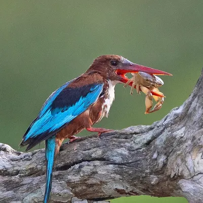 A White-throated Kingfisher with a crab, a challenging prey item. The bird will typically beat the crab against a branch to disable it before swallowing.