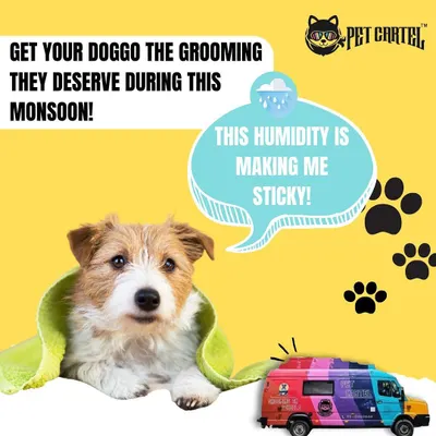 Monsoon humidity can be tough on your dog's coat. Our mobile grooming service is the perfect solution to keep your doggo clean, dry, and comfortable during the rainy season.