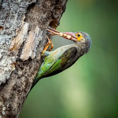 A moment of pure love and care in the wild. This Brown-headed Barbet passes food to its chick hidden deep inside the nest cavity. It's a privilege to witness and document such a private interaction.