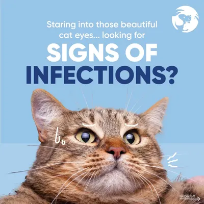 Are you looking for signs of eye infections in your cat? It is important to be vigilant. If you notice anything unusual, it is always best to get a professional opinion to rule out any serious feline eye conditions.