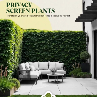 Transform an architectural wonder into a secluded retreat with living privacy screens. Here, a dense wall of English Ivy creates a natural, green boundary for a contemporary patio, offering an exclusive and organic feel.