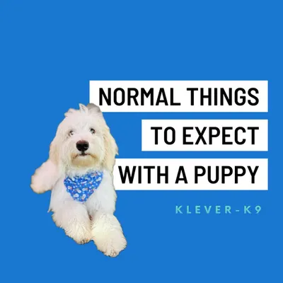 Bringing home a puppy is a big step. I've put together some tips on normal things to expect to help put your mind at ease and get you off on the right paw.