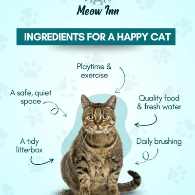 This graphic breaks down the essential ingredients for a happy cat: a safe space, playtime, quality food, and good hygiene. I provide all of these and more.