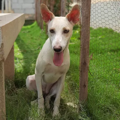 This is Chandra, a true survivor. After a street accident damaged her hips, she came to us to heal. Now, she's a sweet, docile girl who loves quiet moments in the sun and gets along wonderfully with other dogs. She is a testament to the resilience of rescue animals and is waiting for a peaceful home.