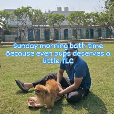 A Sunday morning bath and gentle grooming session for this little Pekingese on our lawn. I provide specialized care for small breeds to make them feel secure.