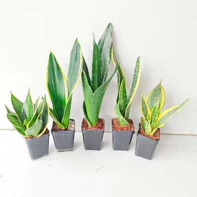I stock many varieties of Sansevieria, or Snake Plants. Here you can see five different types, from the compact 'Hahnii' to the classic 'Laurentii' with its yellow edges.