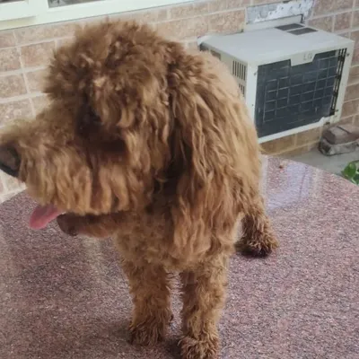 Before: This Poodle's coat was long, shaggy, and ready for a transformation.