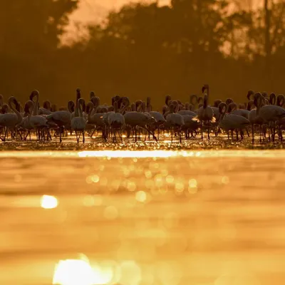 The golden hour with thousands of flamingos is a surreal experience. The warm light reflects off the water, bathing the entire flock in a magical glow.