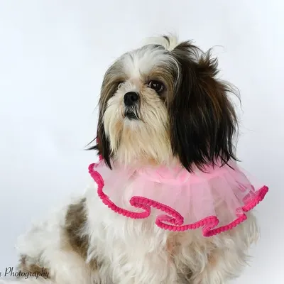 In her showgirl era! This adorable Shih Tzu is all dressed up and ready for her close-up. This was part of a fun studio-style shoot for a pet accessories brand, showing that pets can be fashion models too.