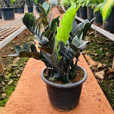This is the Zamioculcas 'Raven', a stunning variety with new growth that emerges bright green before maturing to a rich, near-black color. It's an exceptionally low-maintenance and drought-tolerant plant, making it ideal for busy offices or forgetful plant owners.