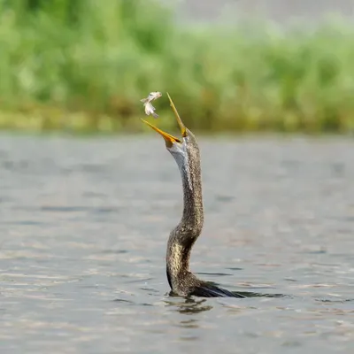 An Oriental Darter skillfully tosses its fish into the air before swallowing it. This sequence captures a unique feeding behavior, showcasing the precision and technique of this aquatic bird.