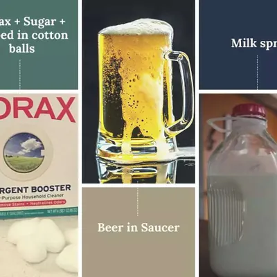 Here are a few simple tricks I use for organic pest management. A saucer of beer can help trap snails, while a simple milk spray provides calcium and helps control powdery mildew. These are easy, non-toxic solutions for common garden problems.