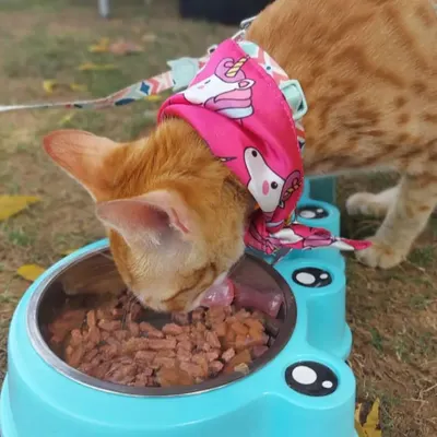 Why should dogs have all the fun? We also host celebrations for cats. This stylish ginger cat is enjoying a special meal during a birthday outing at our farm.
