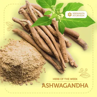 Ashwagandha is truly the 'King of Ayurvedic Herbs.' I recommend it often for its adaptogenic qualities, which help the body combat stress, boost energy, and support healthy sleep patterns, making it essential for modern life.