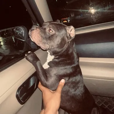 Sultan enjoying a night drive, looking out the window. He loves car rides and exploring new sights and smells.