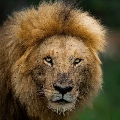 The face of an apex predator. This lion, shot in the Masai Mara, carries the stories of his life on his face. A powerful portrait is all about capturing that history.
