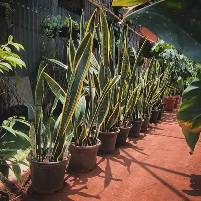 A row of tall Snake Plants, or Sansevieria, lined up at the nursery. These are some of the best air-purifying plants you can own and are incredibly easy to care for.