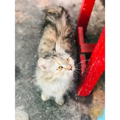 This fluffy cat is looking up with such curiosity. We love capturing these candid moments that highlight their inquisitive nature.