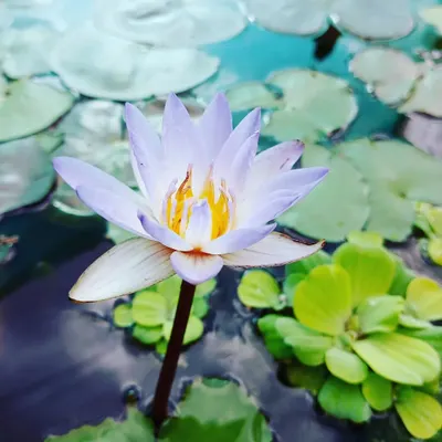 A lovely light purple water lily blooming in one of my ponds. These aquatic plants are not only beautiful but also help keep the water clean and healthy for any fish.