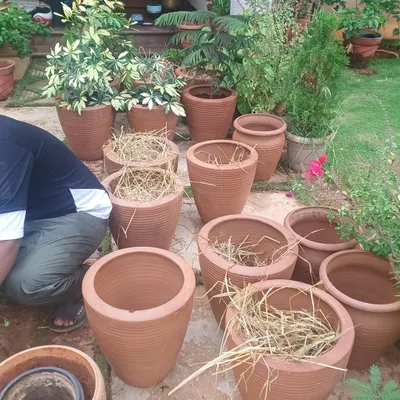 A simple repotting job can completely revive a garden. For this client, I transferred their plants into a new set of beautiful terracotta pots, which not only improves plant health but also creates a cohesive, elegant look. The client's happy feedback says it all.