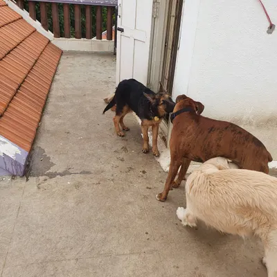 A proper greeting between a German Shepherd, a Boxer, and a Golden Retriever. Learning polite dog-to-dog communication is a key part of my socialization program.