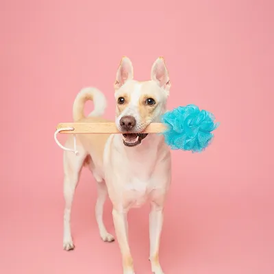 This playful dog is ready for a bath, holding a loofah against a bright pink background. This is a fun, high-quality image available for licensing, perfect for pet grooming brands, bath products, or summer-themed ads.