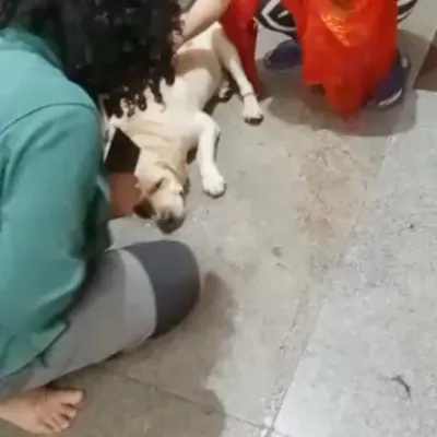 Our team comforting a lost male Labrador found near Nagarbhavi. When a dog is lost and scared, our first priority is to make them feel safe and secure while we work on finding their family.