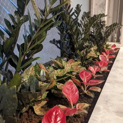 A beautiful indoor planter box filled with a vibrant mix of red Aglaonema, other Aglaonema varieties, and tall Black ZZ plants. This combination adds color and life to an indoor space.