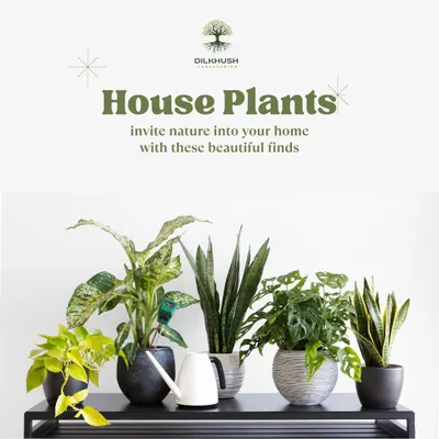 A curated collection of popular house plants we often recommend for home styling. This arrangement includes a Dieffenbachia, Snake Plants, and a Monstera, showcasing a variety of leaf shapes and sizes in complementary pots.