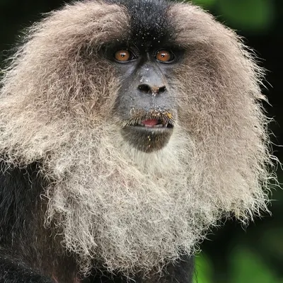 The Lion-tailed Macaque, with its iconic mane, is a primate restricted to a narrow belt of evergreen forests. This individual's expressive face, framed by a fuzzy, rain-dampened mane, seems to hold the wisdom of its fragile habitat.