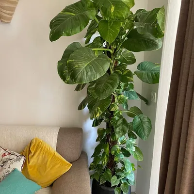 A single large plant can completely change the feel of a room. This giant money plant, trained on a moss pole, adds a dramatic touch of green and acts as a natural air purifier for this living room.