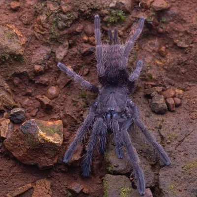 A juvenile Indian Violet Tarantula (Chilobrachys fimbriatus). While venomous, these spiders are stunning. This was my first time seeing one in its juvenile stage, a truly memorable find.