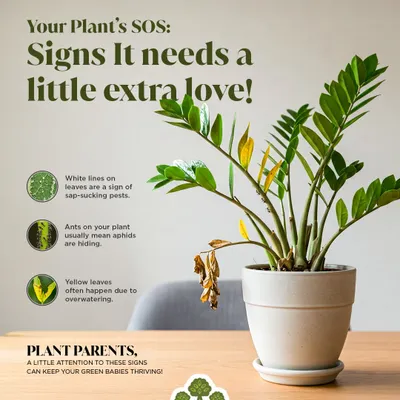 Your plant's SOS. I teach you to read the signs, from yellow leaves indicating overwatering to white lines that signal pests, so you can give your plants the extra love they need.