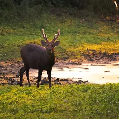 The golden light of sunset hit just right as this Sambar deer paused by a stream. Wildlife photography is about being present and ready for these quiet, magical encounters in nature.